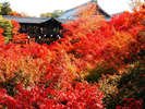 京都で1番人気の紅葉スポット東福寺までは、京阪電車1本で行くことができます。
