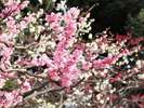 2月〜3月の京都では綺麗な梅が楽しめます。