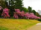 賀茂川沿いの桜