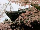 京都お寺と桜は風情があります。