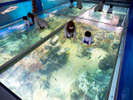 みて・ふれて・楽しく学べる!「越前松島水族館」
