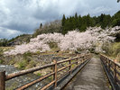 【大岩観光 大岩川親水公園 車で10分】川のせせらぐ音が心地よい、隠れた桜の名スポットです