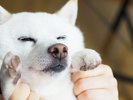 【VMGグランド(愛犬と泊まれる・2名定員)・203・メゾネット】<檜風呂付>