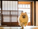 【VMGグランド(愛犬と泊まれる・2名定員)・203・メゾネット】<檜風呂付>