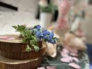 【2026春】草木が芽吹く春がやってきます。