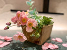 【2026春】春の訪れを感じさせるピンク色のお花。