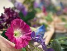 【2026夏】夏のお花と一緒に記念撮影はいかがですか。