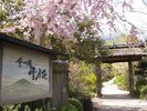季の湯　雪月花（共立リゾート）：［春外観］強羅近辺の桜の見頃は例年4月上旬～中旬頃。