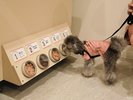 【おやつワゴン】匂いを嗅いでわんちゃんのお好みのおやつを見つけることができます