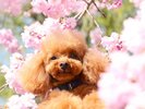 ◆小田原城址公園【ワンちゃん同伴可】歴史と自然を満喫!春は桜を楽しめます。当施設車30分