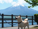 ◆富士芦ノ湖パノラマパーク【ワンちゃん同伴可】絶景を眺めながら愛犬と遊ぼう!当施設車20分。