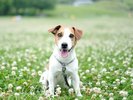 ◆箱根湿生花園【ワンちゃん同伴可】愛犬と一緒に四季折々の花々を楽しめます!当施設車10分。