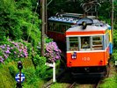 ◆箱根登山鉄道【ワンちゃん同伴可】四季折々の景色が楽しめる風光明媚な路線です♪
