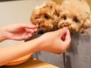 【レストラン】わんちゃん専用のダイニングチェアをご用意しております