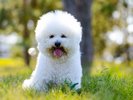 ◆大観山【ワンちゃん同伴可】富士山の絶景と清々しい空気を愛犬と共に堪能できます。