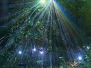 熱帯植物館ライトアップ