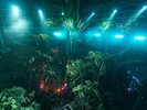 熱帯植物館ライトアップ