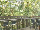 熱帯植物館内観