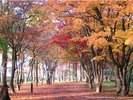 ☆見晴公園(香雪園)〜車約6分☆四季折々の名勝庭園。エゾリスやモモンガなどの野生動物に出会えるかも