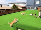 【ドッグラン】ペットプラン宿泊者専用設備♪館内予約制でご自由にお使いいただけます