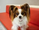 【愛犬同宿プラン】小型〜中型犬(15kg以下・1室2匹まで)対応。大切な家族と素敵な思い出を