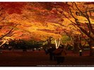 【秋の香雪園へ車で約10分】美しい紅葉ライトアップを満喫!散策後は源泉100%の温泉で温まる♪