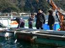 ふぐの筏からふぐ釣り体験