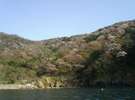 天然山桜を望む、山一面が白くなるぐらい綺麗です。