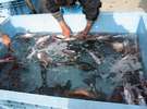 定置網で獲れたばかりの魚