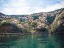 山一面がふわふわ桜のじゅうたんに。神子の山桜は県内の桜スポットです。