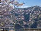 春は「神子の山桜」にうっとりします(^^♪当館の前から見える絶景。
