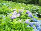 若狭瓜割名水公園の紫陽花♪
