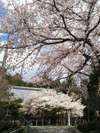 若狭町福乗寺に咲く「楊貴妃桜」は気品があり、町指定の天然記念物。ライトアップもあります。