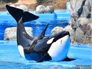名古屋港水族館