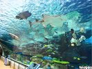 名古屋港水族館