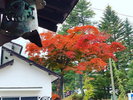 【紅葉】10月中旬頃からは温泉街周辺、吾妻渓谷は10月下旬〜11月上旬が見ごろです※気候により前後します