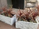 ホテル入口の植栽「コルディリネ」