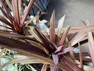 ホテル入口の植栽「コルディリネ」