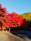 当館の前の通りは紅葉通り!