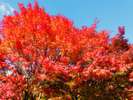 当館の前の通りは紅葉通り!