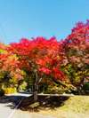 当館の前の通りは紅葉通り!