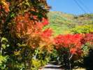 色付き始めの紅葉!