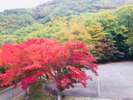 真っ赤に色付いた紅葉!
