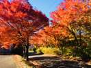 紅葉の見頃です。