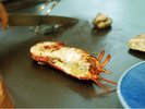 【夕食】カウンター席でご堪能いただく鉄板焼きコース