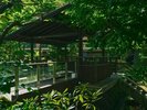 鮮やかな緑が描く、心洗われる風景