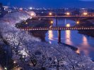 足羽川桜並木※当館より徒歩10分