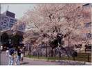石割桜。当館より徒歩5分程の距離です。(画像提供:岩手県公式観光ガイド)