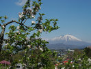 春の岩手山、4月になっても雪は残ったまま素敵な景色を見せてくれます。(画像提供:岩手県公式観光ガイド)