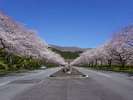 富士霊園の桜です。春には素晴らしい桜を見ることができます。※ホテルから車で15分